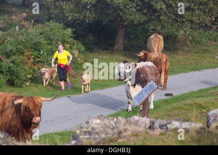 Une femme en marche à travers l'anglais Longhorn et Highland cattle sur la balise, Leicestershire, UK. Banque D'Images