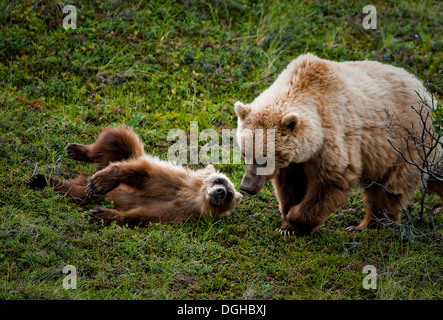 Un grizzly sow joue avec son petit dans le parc national Denali, Alaska Banque D'Images