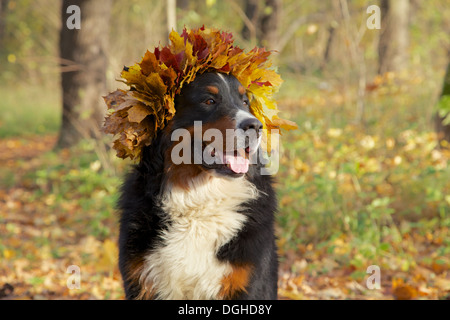 Bernois en feuilles jaunes couronne ressemble côté assis dans forêt d'automne Banque D'Images