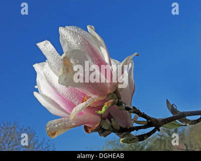 Signes du printemps nouveau blanc crème apple / Fleur de cerisier fleurs contre un ciel bleu profond l'Angleterre Banque D'Images