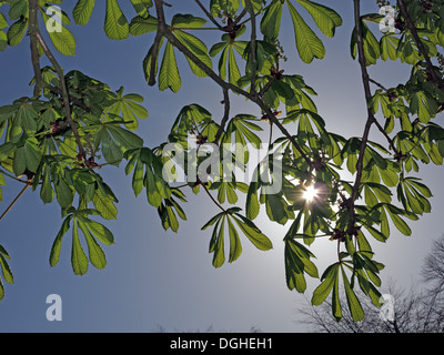 Avec Marronnier Aesculus hippocastanum, derrière le soleil au printemps Banque D'Images