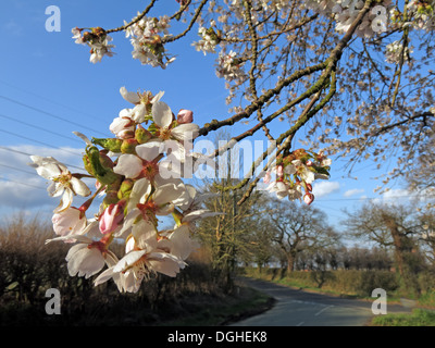 Belles fleurs blanches et fleurs d'anglais printemps UK Banque D'Images