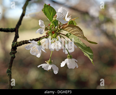 Belles fleurs blanches et fleurs d'anglais printemps UK Banque D'Images