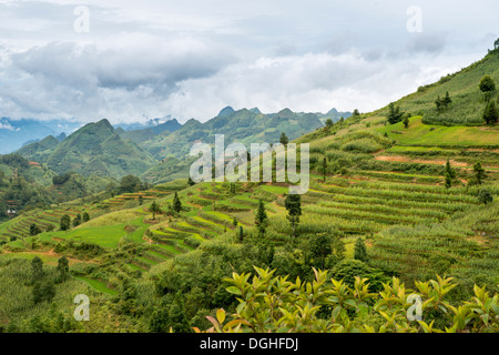 Paysage de Bac Ha , Lao Cai, Vietnam Banque D'Images