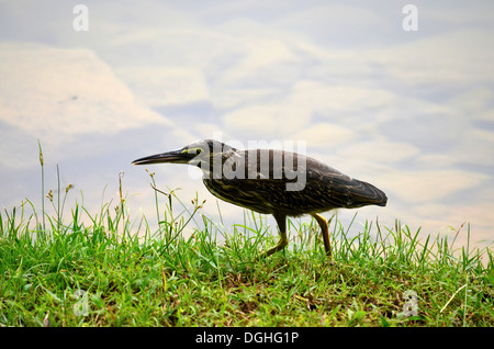 Peu d'oiseaux Heron Lake Shore à Singapour Banque D'Images