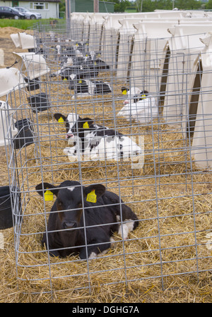 Les bovins domestiques, les veaux Holstein reposant sur litière de paille dans les clapiers veaux, Evesham, Worcestershire, Angleterre, juin Banque D'Images