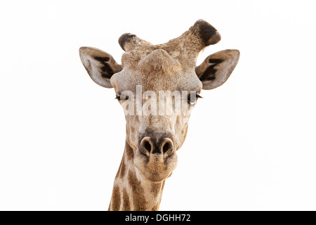 Close-up of girafe mâle adulte avec un clin, Chobe National Park, Botswana Banque D'Images