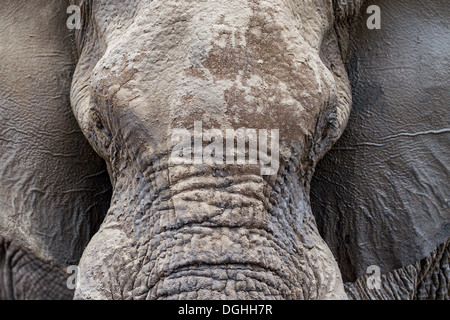 Close-up of an African Elephant (Loxodonta africana) boire à un trou d'eau, au Botswana Banque D'Images