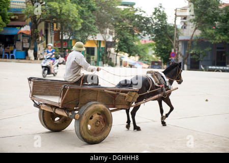 L'homme cheval de transport dans le centre-ville de Ha Bac, Bac Ha, Lao Cai, Vietnam Banque D'Images