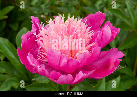 Paeonia lactiflora pivoine Majetic Kelways, Banque D'Images