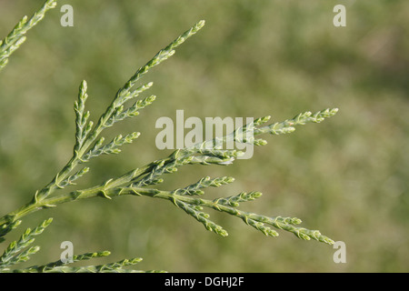 Leyland cyprès (Cupressus x leylandii) close-up de feuilles, dans jardin, Suffolk, Angleterre, Août Banque D'Images