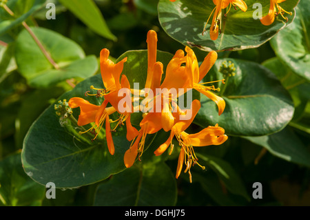 Lonicera ciliosa, Orange Honeysuckle, Arlington Row, Bibury Banque D'Images