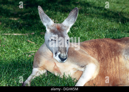 Australian Red Kangaroo - Macropus rufus - Famille Macropodidae Banque D'Images