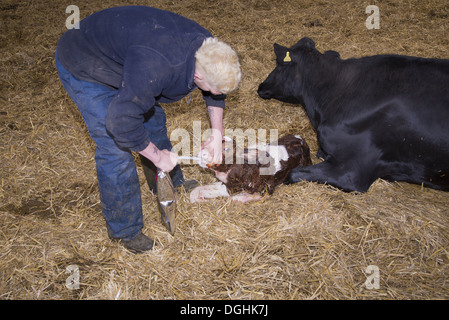 L'élevage fermier avec le colostrum en sachet pour première tétée des veaux nouveau-nés avec Red Holstein et Holstein veau mâle de vache Banque D'Images