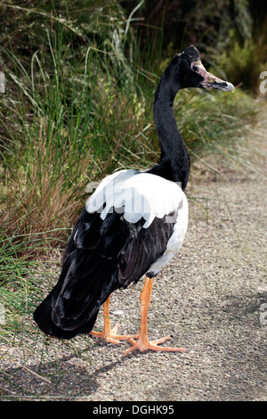 Pied/mâle/Magpie Goose semipalmé Anseranas semipalmata --famille des Anatidés Banque D'Images