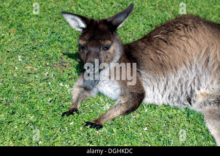 Red-Necked Macropus rufogriseus Wallaby dormir -- Famille Macropodoideae Banque D'Images