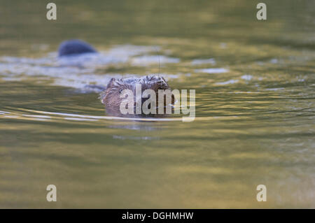 Natation castor européen (Castor fiber), Unterland tyrolien, Tyrol, Autriche Banque D'Images