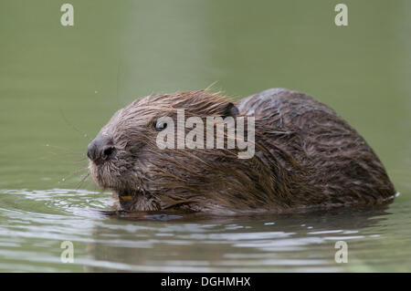 Castor européen (Castor fiber) dans l'eau, l'Unterland tyrolien, Tyrol, Autriche Banque D'Images