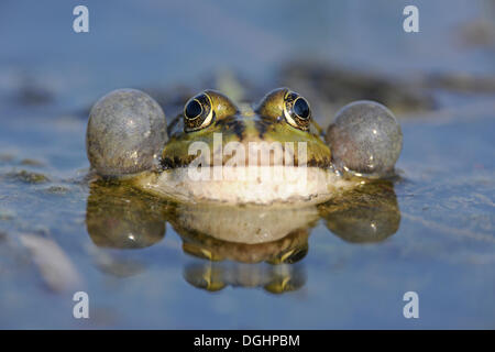 Frog Pond ou comestibles grenouille (Rana esculenta), homme avec sacs vocaux gonflés, Thuringe, Allemagne Banque D'Images