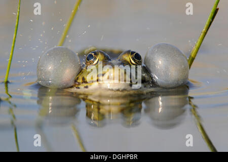 Frog Pond ou comestibles grenouille (Rana esculenta), homme avec sacs vocaux gonflés, Thuringe, Allemagne Banque D'Images