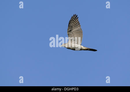 Autour des palombes (Accipiter gentilis), en vol, Basse-Saxe, Allemagne Banque D'Images