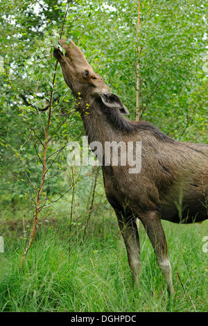 Eurasian les wapitis ou les orignaux (Alces alces), vache manger les feuilles, de l'état réserve de chasse, Allemagne Banque D'Images