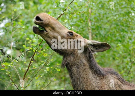 Eurasian les wapitis ou les orignaux (Alces alces), vache manger les feuilles, de l'état réserve de chasse, Allemagne Banque D'Images