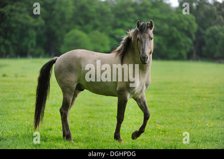 Tarpan (Equus ferus gmelini, Equus gmelini), l'élevage sélectif, reproduction, municipal game reserve, Hesse, Allemagne Banque D'Images