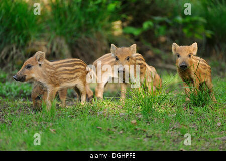 Le sanglier (Sus scrofa), porcelets, captive, Bavière, Allemagne Banque D'Images