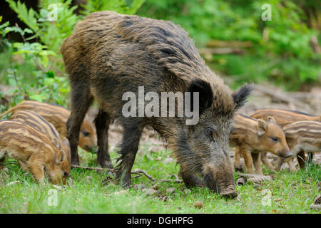 Le sanglier (Sus scrofa), cahier des charges avec des porcelets, captive, Bavière, Allemagne Banque D'Images