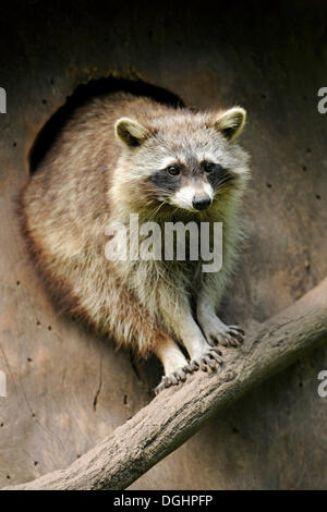 North American raton laveur (Procyon lotor), assis en face de sa tanière, captive, Basse-Saxe, Allemagne Banque D'Images