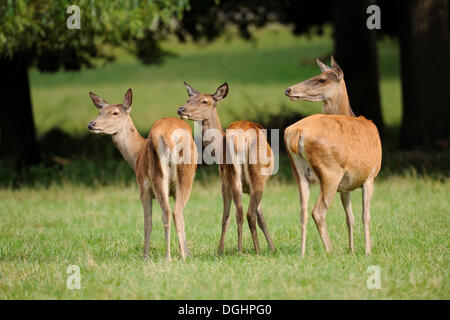 Red Deer (Cervus elaphus), trois Hinds, captive, Bavière, Allemagne Banque D'Images