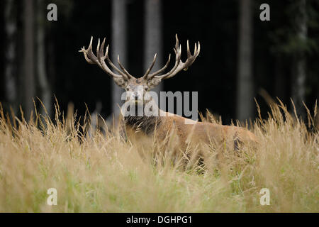 Red Deer (Cervus elaphus), Stag, captive, Basse-Saxe, Allemagne