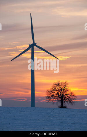 Tilleul solitaire (Tilia sp.) avec une éolienne au coucher du soleil en hiver, Thuringe, Allemagne Banque D'Images