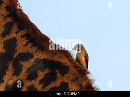 Red-billed Oxpecker (Buphagus erythrorhynchus), perché sur une Girafe (Giraffa camelopardalis), Masai Mara, Kenya, Afrique Banque D'Images