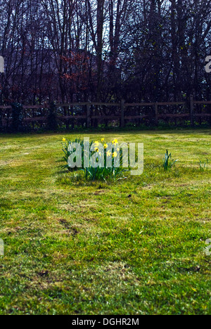 Les jonquilles, fleurs de printemps jaune outdoor, blooming Banque D'Images