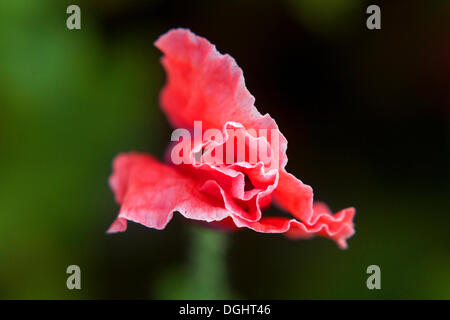 Fleur de pavot, Armschlag Waldviertel, Forêt, trimestre, Basse Autriche, Autriche, Europe Banque D'Images