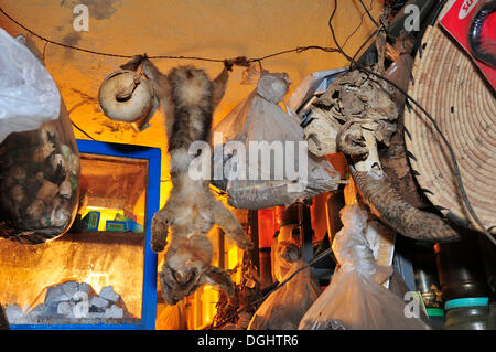 Fennec mort Fox (Vulpes zerda), dans une boutique de l'homme médecine, Westsahara, Dakhla, Oued Ed-Dahab-Lagouira région, Maroc Banque D'Images