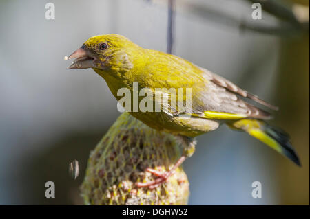 Verdier (Carduelis chloris) perché sur une boule de graines pour les oiseaux, la Bavière Banque D'Images