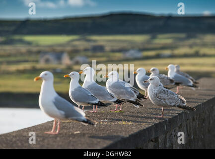 Mouettes perchées sur un pont de Portmagee, comté de Kerry, République d'Irlande, Europe Banque D'Images