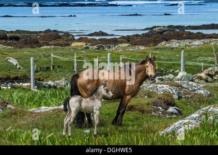 Mare avec un poulain, chevaux dans un enclos sur la côte, le Connemara, Irlande, Europe Banque D'Images