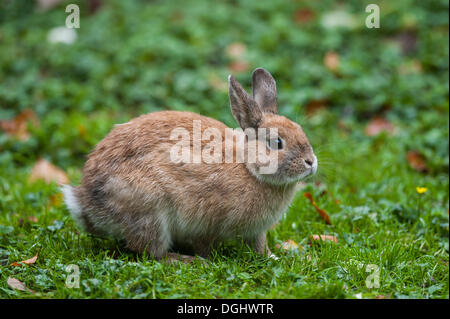 Lapin domestique (Oryctolagus cuniculus f. domestica), Hambourg Banque D'Images