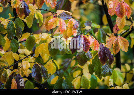 Pluie sur les couleurs, les feuilles d'automne, Allemagne Banque D'Images