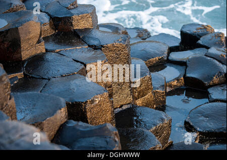 Les colonnes de basalte à la Giant's Causeway, côte de Causeway, comté d'Antrim, en Irlande du Nord, Royaume-Uni, Europe Banque D'Images