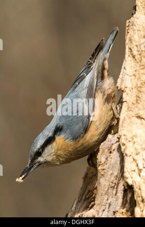 Blanche (Sitta europaea), Deutenhofen, Markt Indersdorf, Bavière, Allemagne Banque D'Images