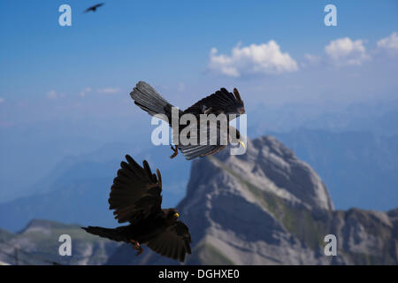 Choughs alpin ou la toux à bec jaune (Pyrrhocorax graculus) en vol, Säntis, Speicher, Canton d'Appenzell Rhodes-Extérieures Banque D'Images