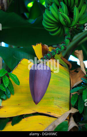 Bananier (Musa sp.) croissant dans une bananeraie, Verandah Resort, Verandah Resort, Antigua, Antigua et Barbuda Banque D'Images
