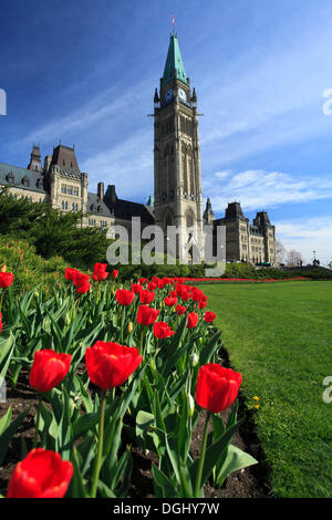 Tulipes ín face de la tour de la paix et des édifices du Parlement, la colline du Parlement, Ottawa, Ontario, Canada Province Banque D'Images