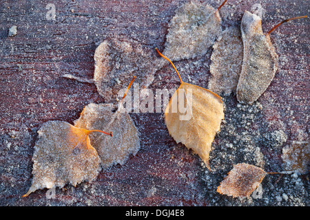 Les feuilles d'automne avec le gel le poser sur la table en bois dans le froid matin park Banque D'Images