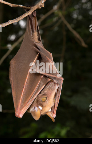 La chauve-souris de Franquet aux fruits (Epomops franqueti) accrochée dans un arbre, au Ghana. Banque D'Images